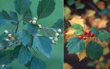 leaves and fruit leaves and fruit