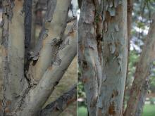 trunks, bark trunks, bark
