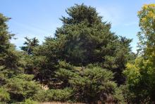 plant habit plant habit