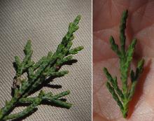 branchlets, leaves branchlets, leaves