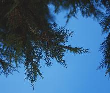 foliage foliage