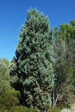 plant habit (Denver Bot. Garden)