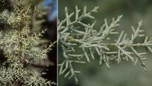 branches and branchlets