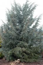 plant habit plant habit