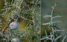 branchlets and cones branchlets and cones