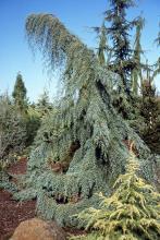 plant habit
