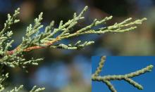 branchlets and leaves branchlets and leaves
