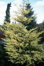 plant habit