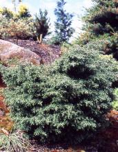 plant habit plant habit