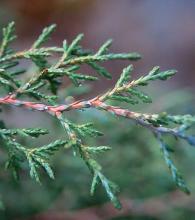branchlets, leaves branchlets, leaves