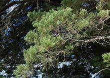 foliage