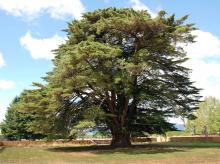 plant habit of a large tree