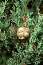 mature cone