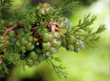developing cones