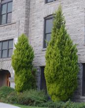 plant habit, 7 years later