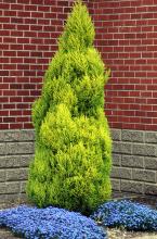 plant habit