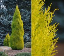 plant habit and branchlets