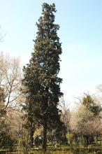 plant habit