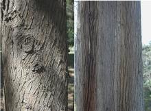 trunk, bark