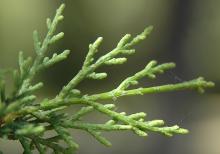 branchlets, close-up