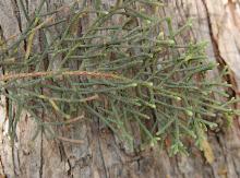 branchlets