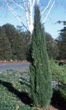 plant habit