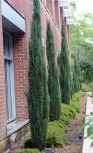 plant habit