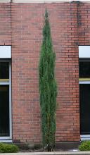 plant habit