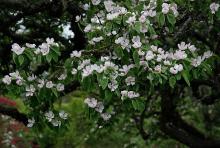 flowering branches