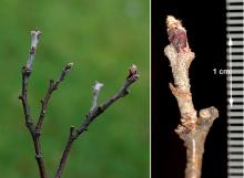 winter twig and buds