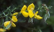 flowers and fruit