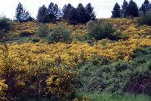 plant habit, flowering, naturalized site