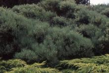 plant habit, after flowering