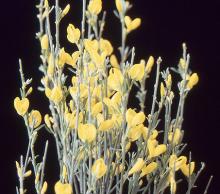 shoots with flowers