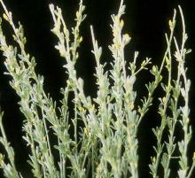 shoots with flower buds