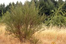 single plant, at seed release