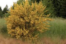 single plant, flowering