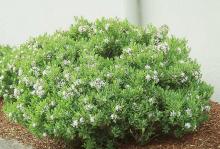 plant habit, flowering plant habit, flowering