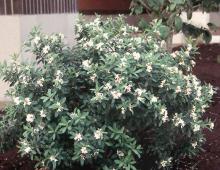 plant habit, summer flowering plant habit, summer flowering