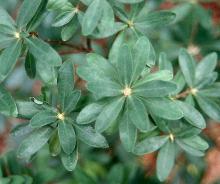 leaves leaves