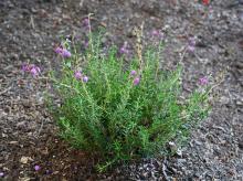 flowering habit, 'Atropurpurea'
