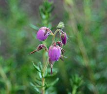 flowers, 'Atropurpurea'