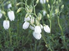 flowering shoots, 'Alba'