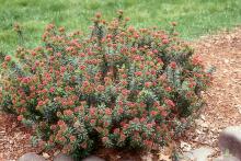 plant habit, with flower buds