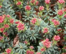 flower buds and leaves