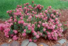 plant habit, flowering