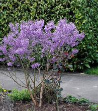 plant habit, spring flowering
