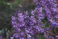 flowering branches