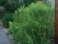 plant habit, summer