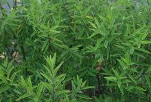 foliage